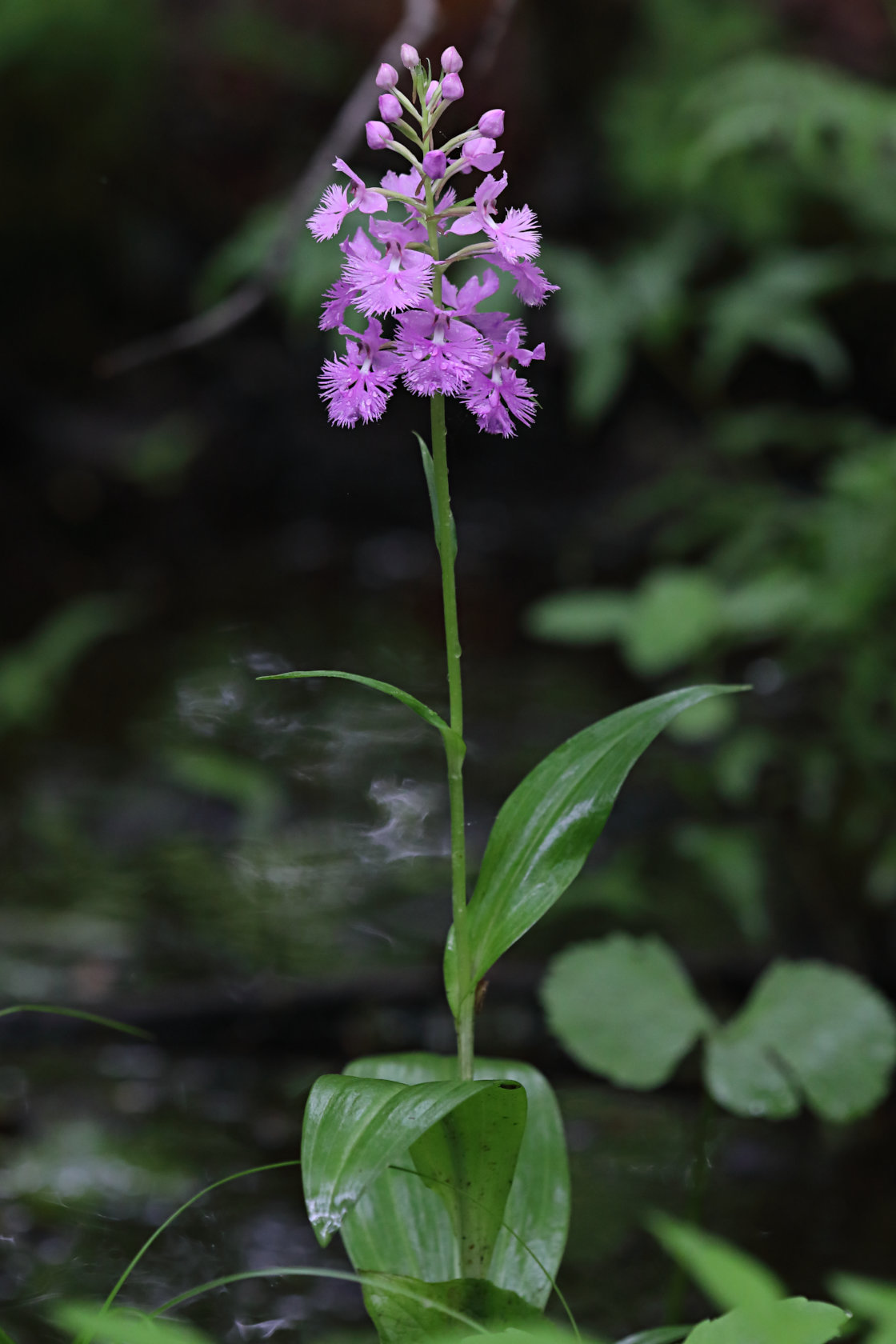 Large Purple Fringed Orchid