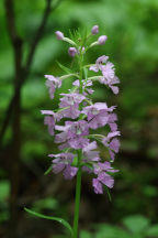 Platanthera grandiflora