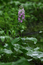 Platanthera grandiflora