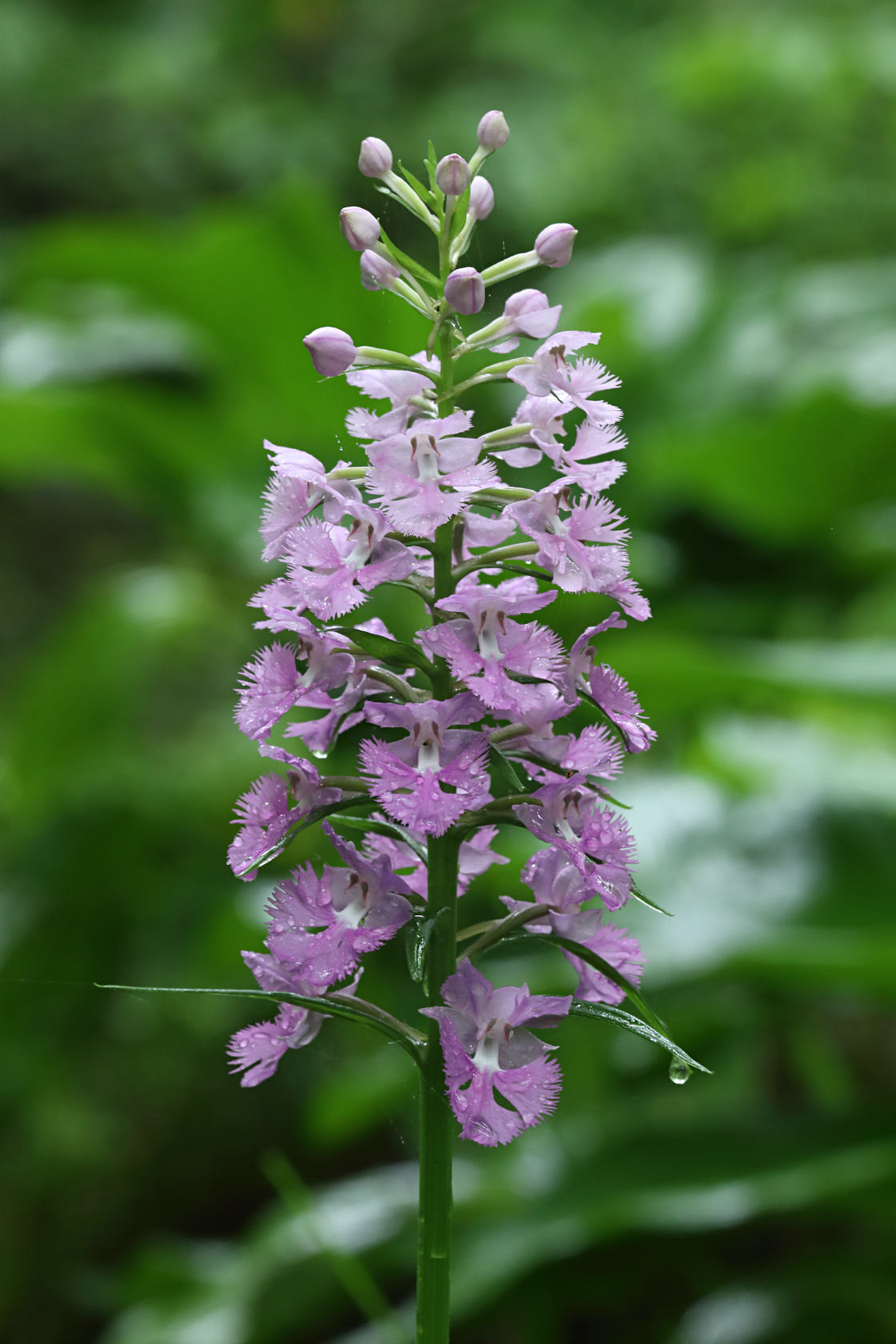 Large Purple Fringed Orchid