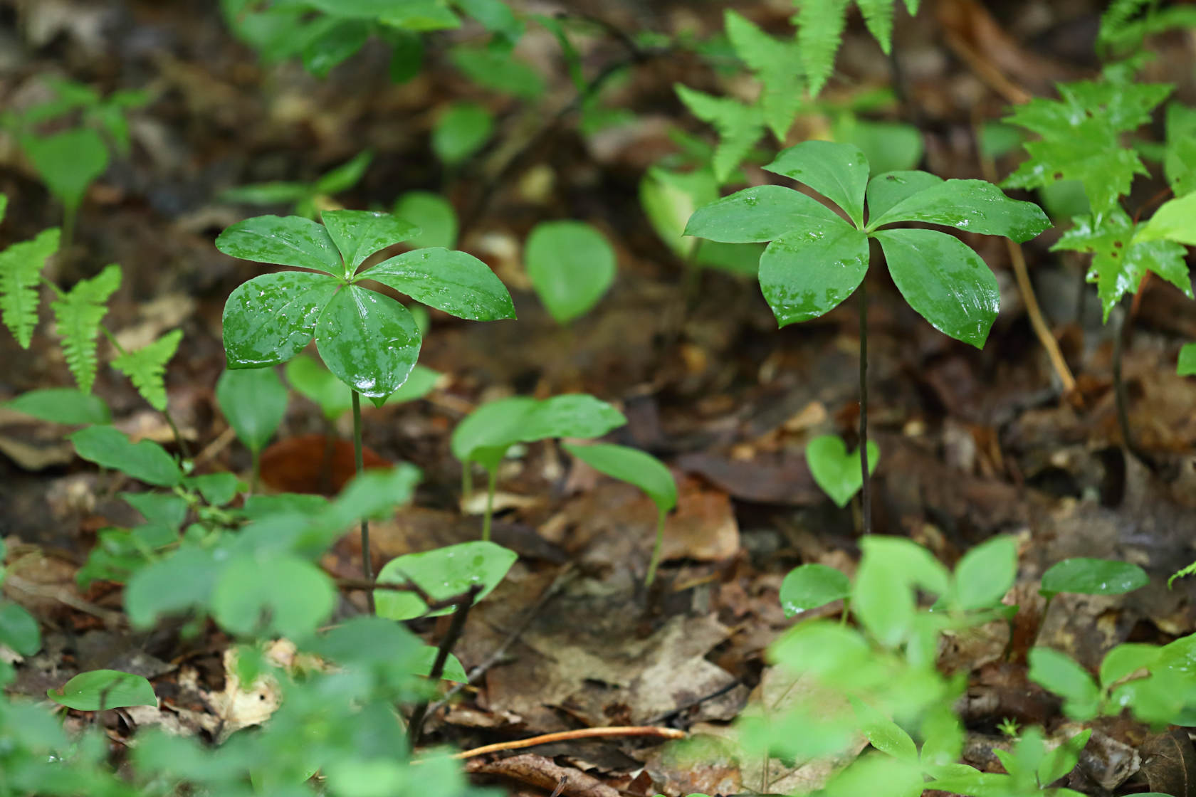 Large Whorled Pogonia