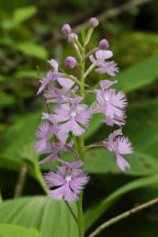 Platanthera grandiflora