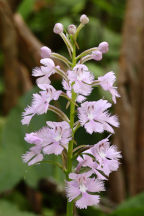 Platanthera grandiflora