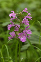 Platanthera grandiflora