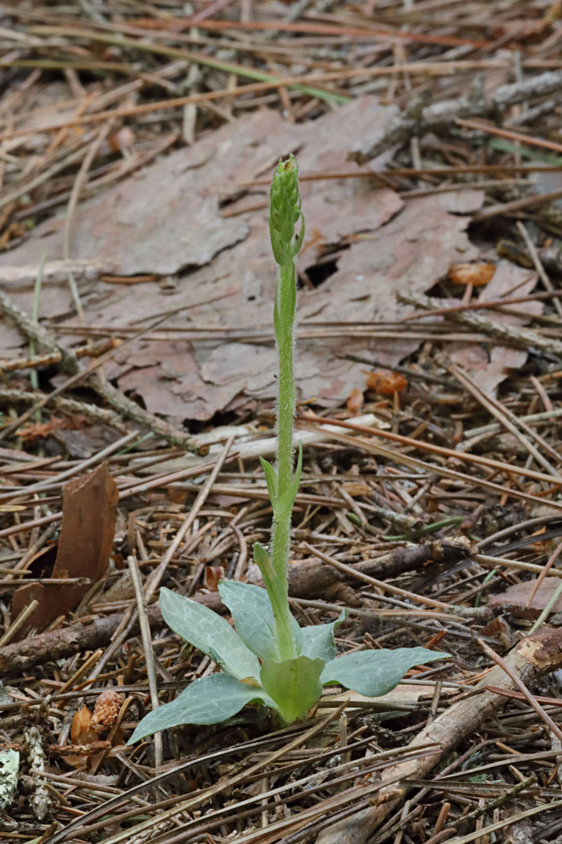 Checkered Rattlesnake Plantain