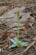 Checkered Rattlesnake Plantain