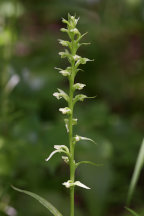 Platanthera flava var. herbiola