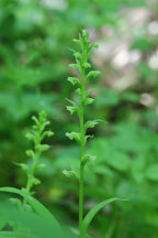 Platanthera flava var. herbiola