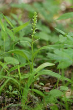 Platanthera flava var. herbiola