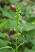 Platanthera flava var. herbiola