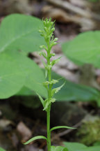 Platanthera flava var. herbiola