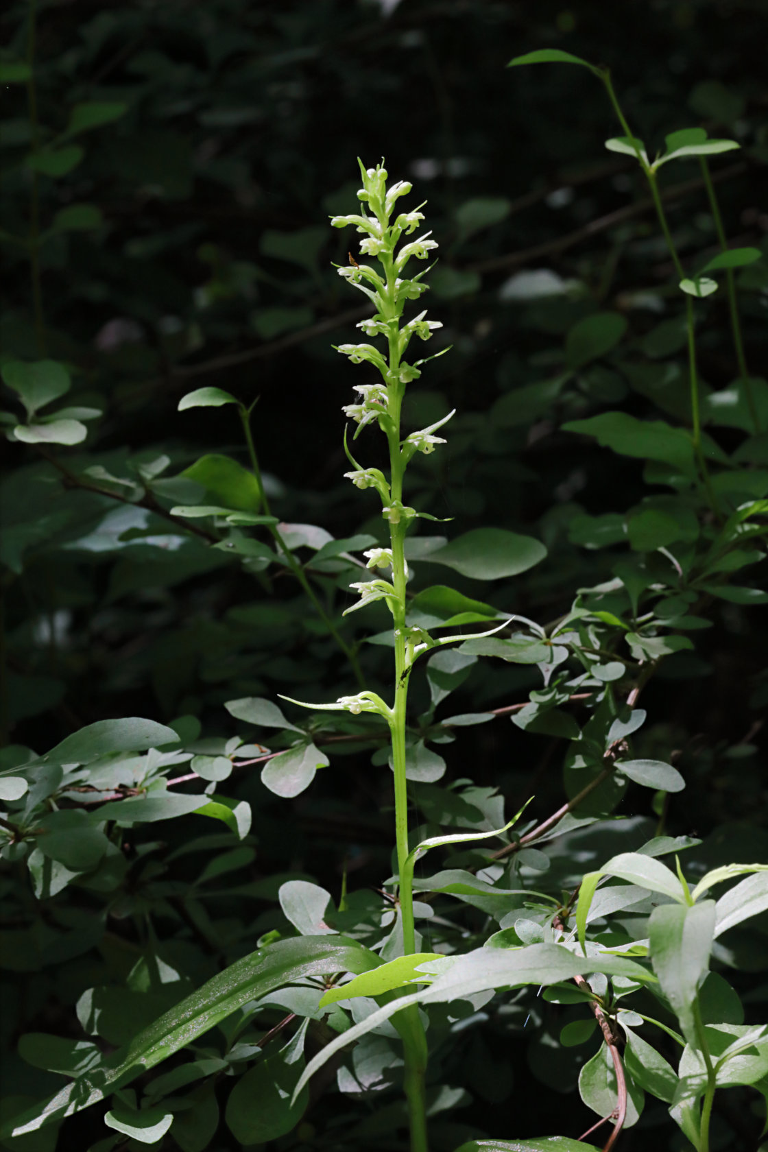 Northern Tubercled Orchid