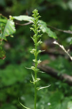 Northern Tubercled Orchid