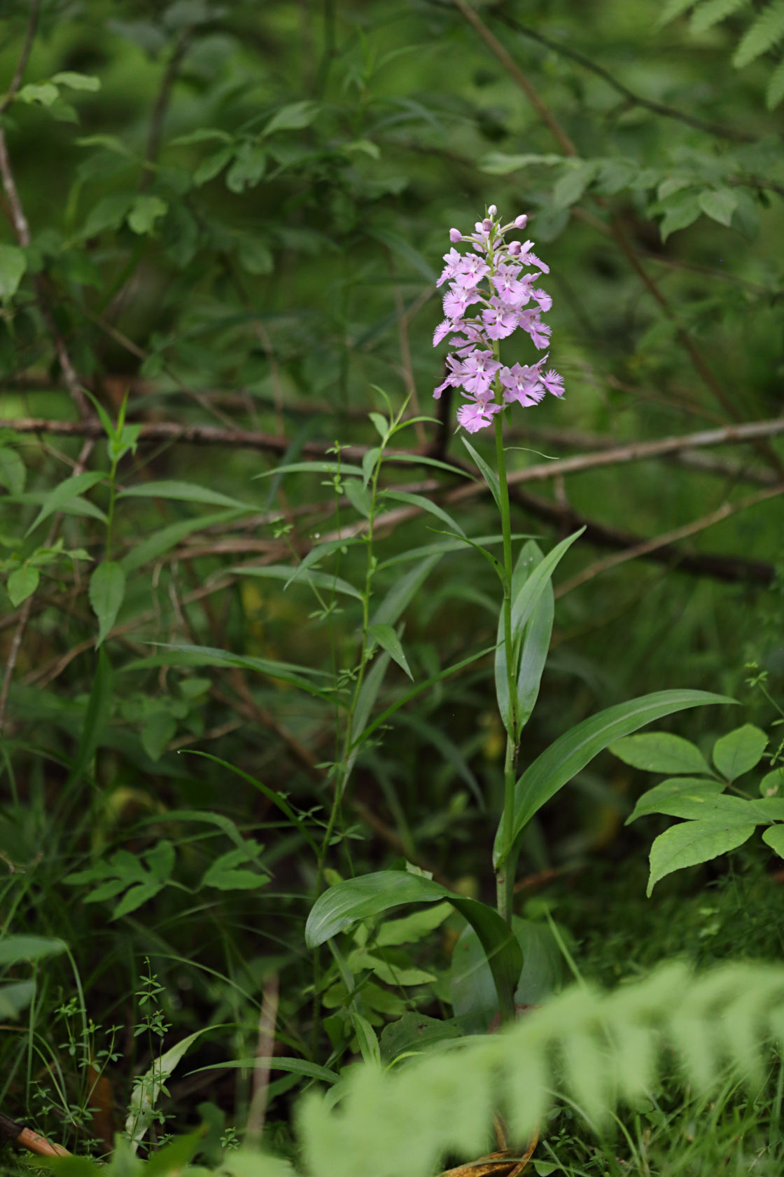 Large Purple Fringed Orchid