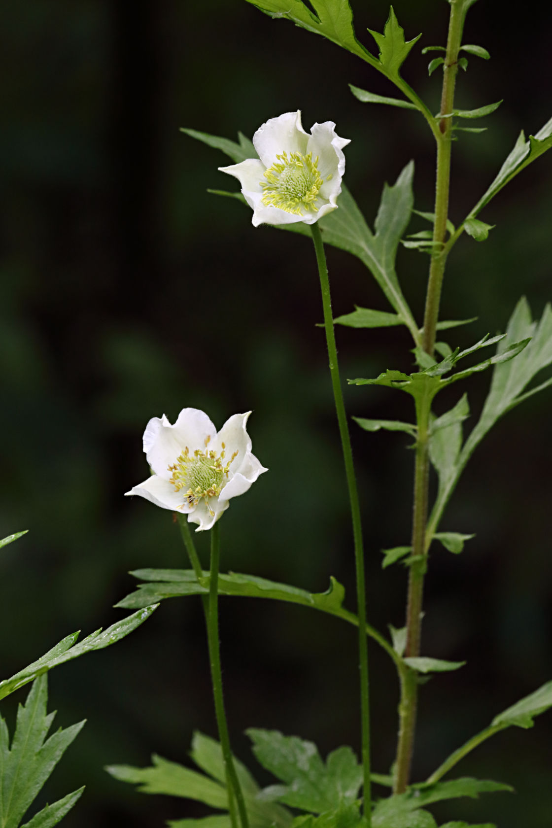 Tall Anemone