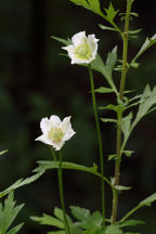 Anemone virginiana