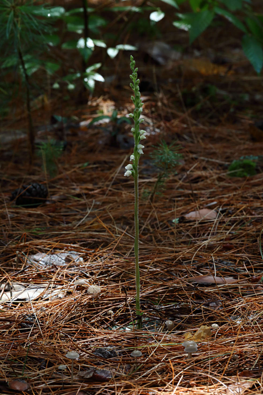 Checkered Rattlesnake Plantain