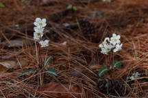 Chimaphila maculata