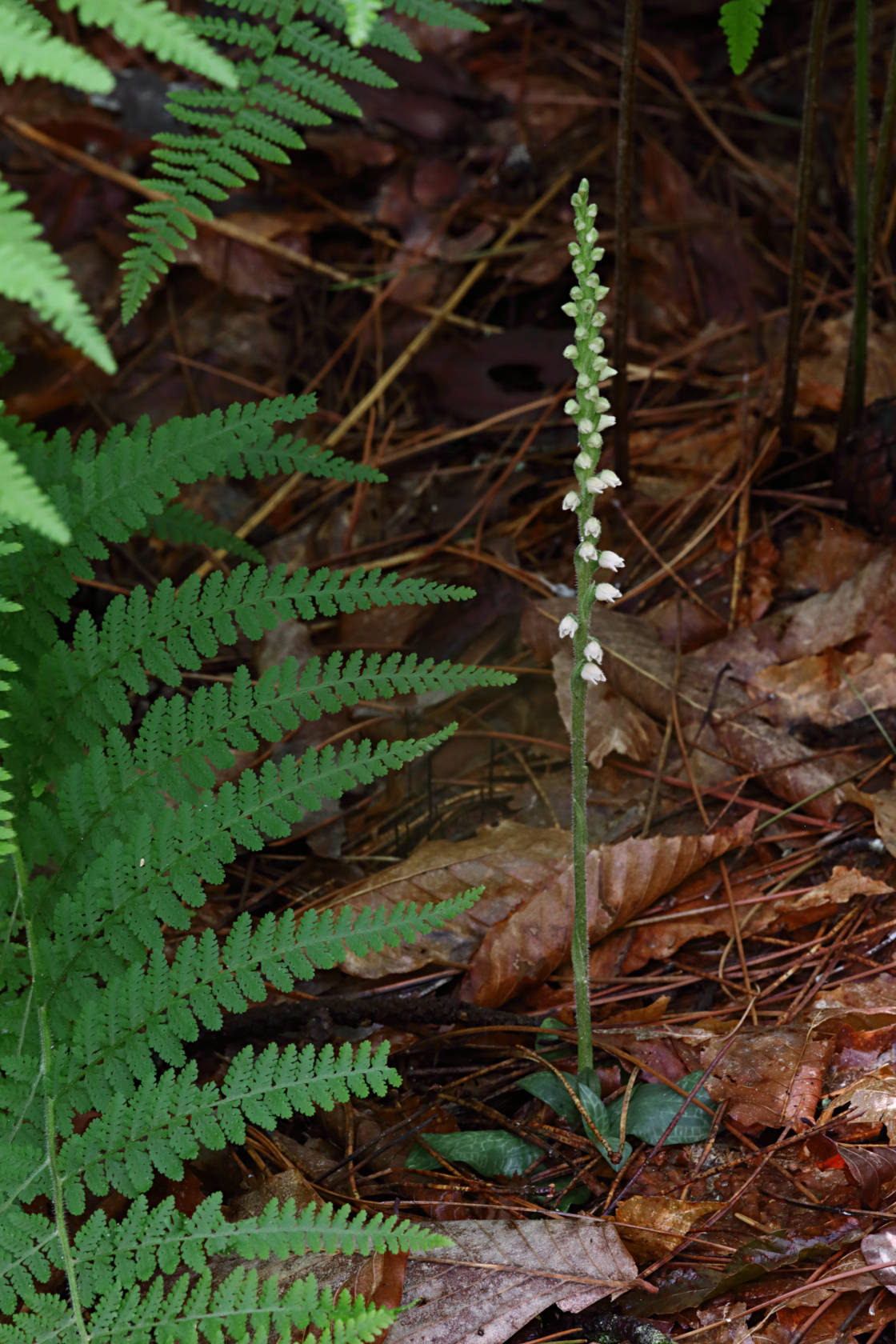 Checkered Rattlesnake Plantain