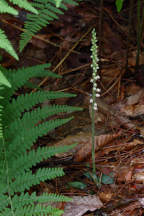 Goodyera tesselata