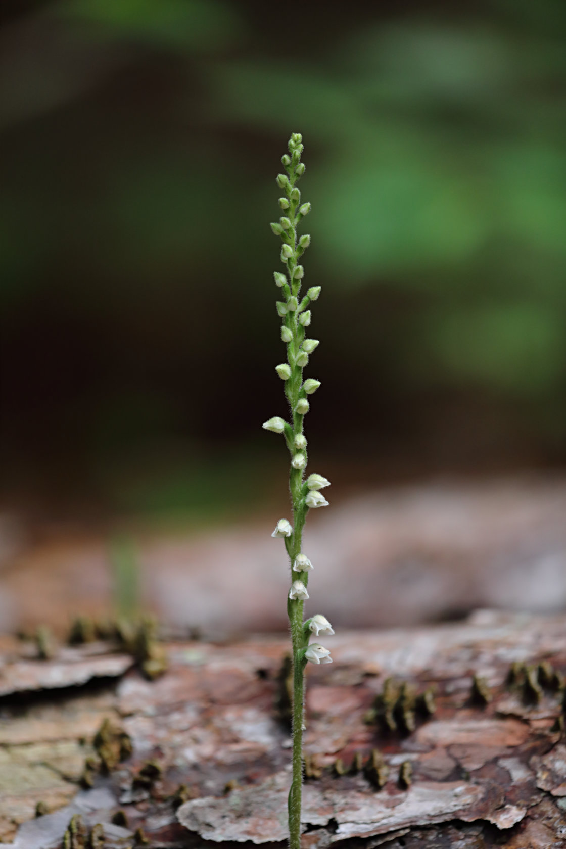 Checkered Rattlesnake Plantain