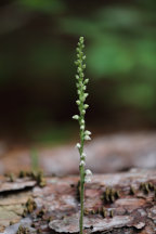 Goodyera tesselata