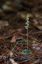 Goodyera tesselata