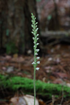 Goodyera tesselata