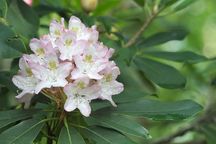 Rhododendron maximum