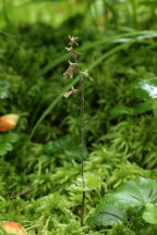 Small's Twayblade