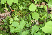 Small's Twayblade and Little Club-Spur Orchid