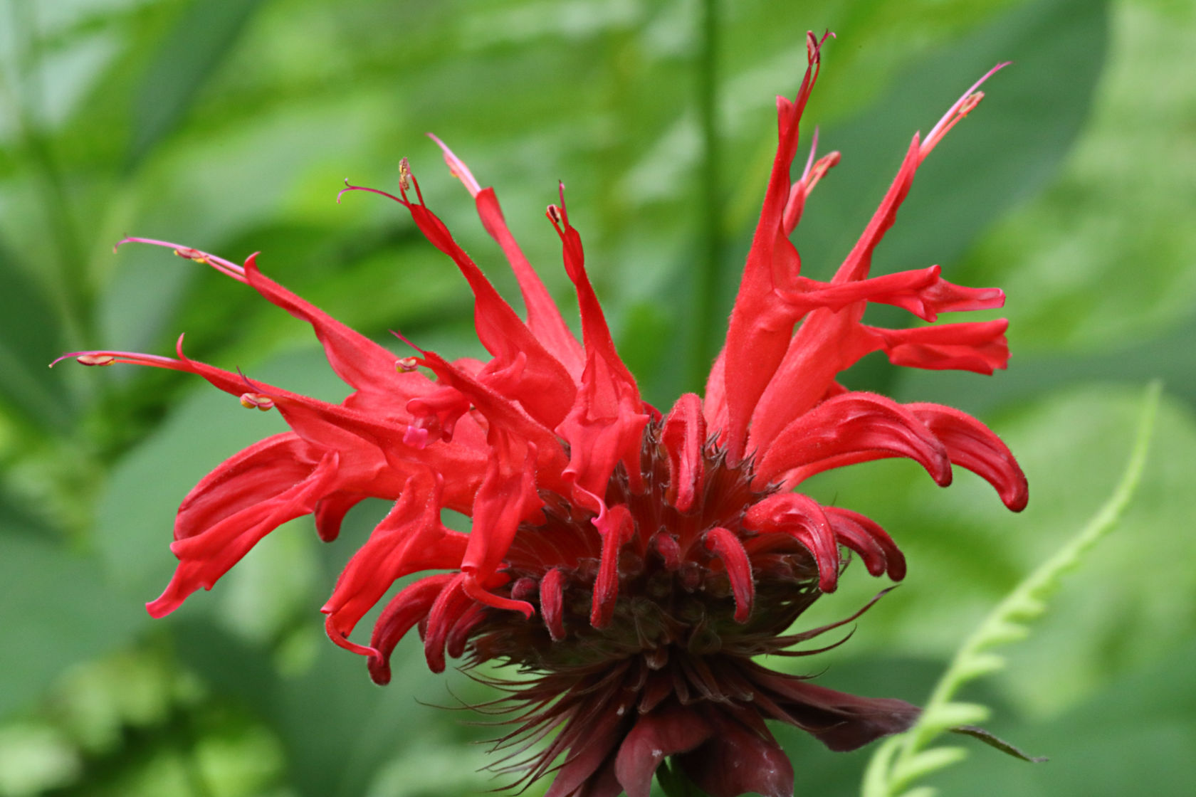 Bee Balm