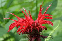 Monarda didyma