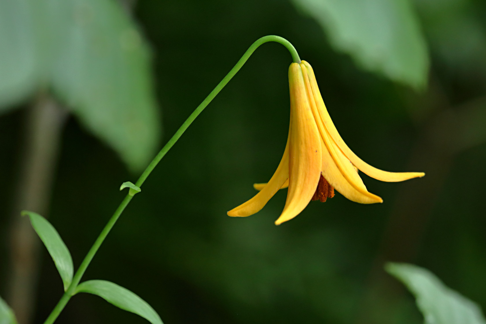 Wild Yellow Lily