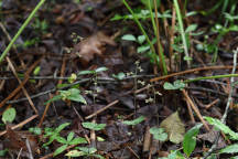 Small's Twayblade