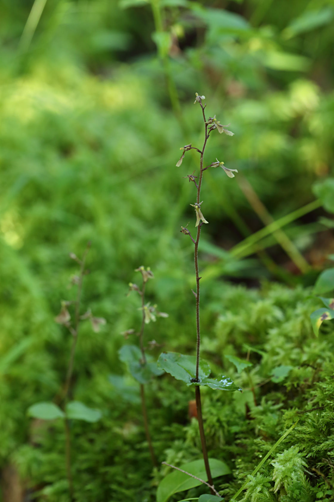 Small's Twayblade