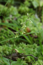 Small's Twayblade