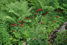 Monarda didyma