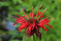 Monarda didyma