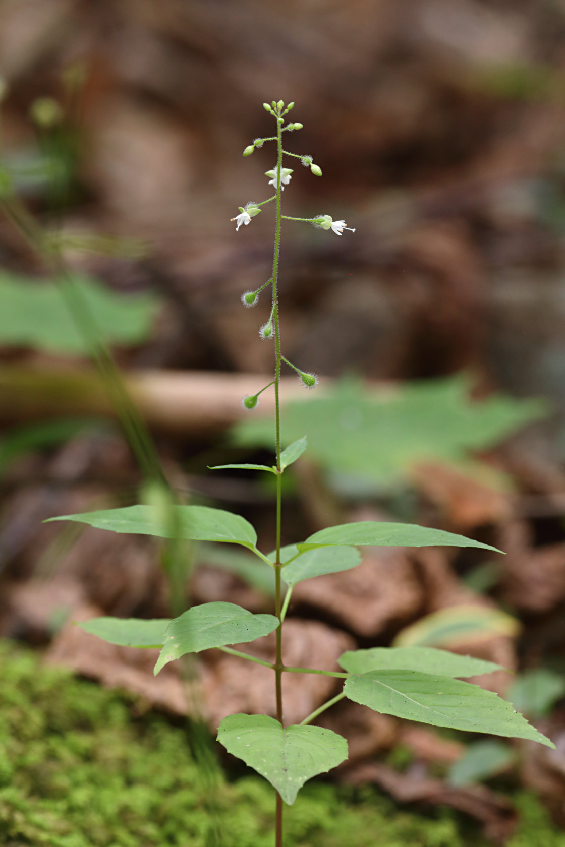Common Enchanter's Nightshade