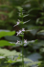 Lobelia inflata