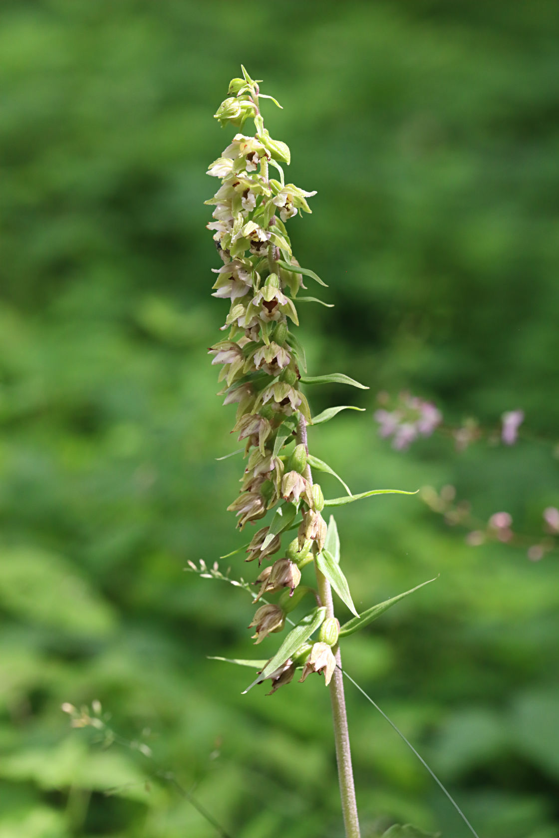 Broad-Leaved Helleborine