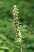 Broad-Leaved Helleborine