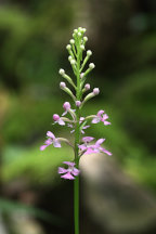 Platanthera psycodes