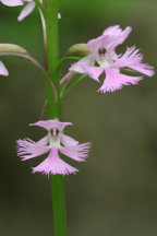 Small Purple Fringed Orchid