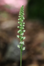 Goodyera pubescens