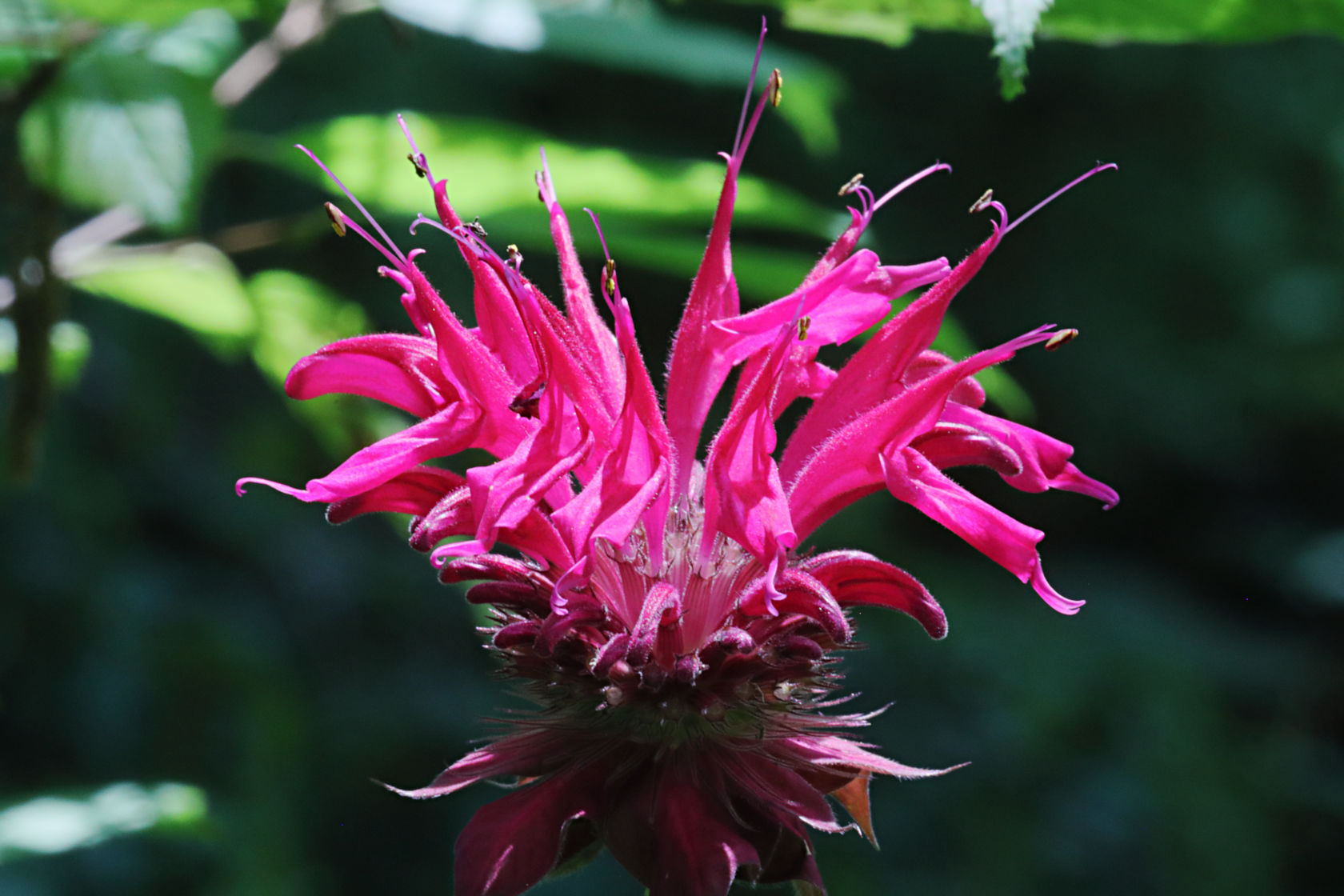 Bee Balm