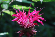 Monarda didyma