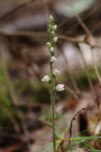 Goodyera tesselata