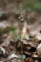 Checkered Rattlesnake Plantain